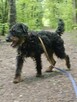Jagdterrier Wiliam szuka domu schronisko Zgierz-aktualne - 2