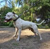 Szczenięta Amerykańskiego Pitbull Teriera - 14