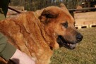 Chow chow mix Czaki szuka domu schronisko Zgierz -aktualne - 6