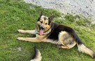 Owczarek mix Wacek szuka domu schronisko Zgierz -aktualne - 2
