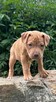 Szczenięta Amerykańskiego Pitbull Teriera - 5