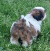 Shih tzu suczka FCi - 4