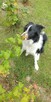 Border collie do adopcji - 2