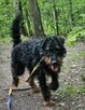 Jagdterrier Wiliam szuka domu schronisko Zgierz-aktualne - 3