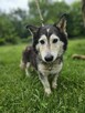 husky mix Cukierek szuka domu -schronisko Zgierz -aktualne - 4