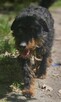 Jagdterrier Wiliam szuka domu schronisko Zgierz-aktualne - 5