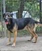 owczarek mix Keks szuka domu schronisko Zgierz -aktualne - 3