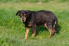 Ogar polski mix Wężyk szuka domu schronisko Zgierz -aktualne - 6