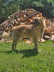 Leonberger mix  Neon schronisku w Zgierzu aktualne - 4