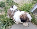 Shih tzu suczka FCi - 2