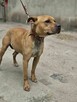 American Staffordshire Terrier Amstaff- schronisko -aktualne - 3