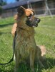 Leonberger mix  Neon schronisku w Zgierzu aktualne - 1