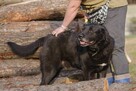 labrador mix Waligóra szuka domu schronisko Zgierz-aktualne - 6