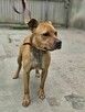 American Staffordshire Terrier Amstaff- schronisko -aktualne - 2