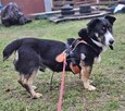 Cwaniak szuka domu schronisko Zgierz-aktualne - 1