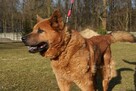 Chow chow mix Czaki szuka domu schronisko Zgierz -aktualne - 5