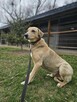 Labrador mix Sunrise szuka domu schronisko Zgierz-aktualne - 2