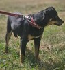 pinczer mix Imbryk szuka domu schronisko Zgierz -aktualne - 5