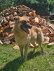 Leonberger mix  Neon schronisku w Zgierzu aktualne - 5