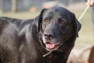 labrador mix Waligóra szuka domu schronisko Zgierz-aktualne - 2