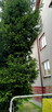 Oddam drzewo w zamian za wycinkę - 2