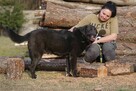 labrador mix Waligóra szuka domu schronisko Zgierz-aktualne - 4