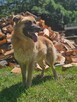 Leonberger mix  Neon schronisku w Zgierzu aktualne - 6