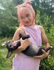 Szczenięta Amerykańskiego Pitbull Teriera - 8