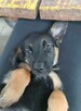Sali - 8 tygodniowa, wesoła sunia SZCZENIAK adopcja - 3