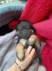 Sali - 8 tygodniowa, wesoła sunia SZCZENIAK adopcja - 2