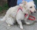 Beza - 3