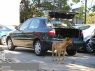 Daewoo Lanos BEZWYPADKOWY serwisowany 65tys.kmStan idealny - 2