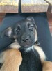 Sali - 8 tygodniowa, wesoła sunia SZCZENIAK adopcja - 5