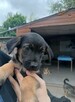 Sali - 8 tygodniowa, wesoła sunia SZCZENIAK adopcja - 4