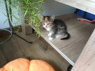 Małe kostki, koty, kocurki oddam za darmo! - 5