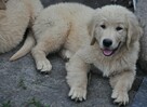 Golden retriever - 7