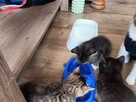 Małe kostki, koty, kocurki oddam za darmo! - 3
