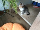 Małe kostki, koty, kocurki oddam za darmo! - 8