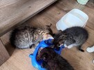 Małe kostki, koty, kocurki oddam za darmo! - 6