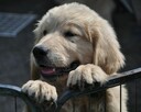 Golden retriever - 8