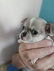 Chihuahua Krótkowłosy Błękitny Królewicz - 10