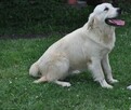 Golden retriever 10 miesięczne - 5