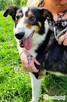 BOGUŚ - kochany psiak w typie szkocki collie szuka domu - 2