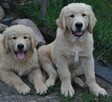 Golden retriever - 2