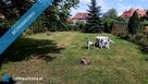 Na sprzedaż skrajny szereg do remontu z dużym ogrodem. - 5