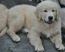 Golden retriever - 4