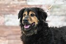 Bruno po śmierci właściciela pilnie szuka domku! - 3