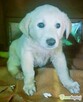 API - mały szczeniak w typie labradora szuka domu - 2