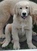 Golden retriever - 5