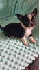 Chihuahua piesek/suczka - 2